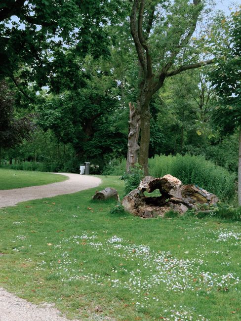 A scenic park area featuring a narrow, winding gravel pathway that curves through a lush green landscape. In the foreground, there is a grassy area dotted with small white flowers, and a large, weathered tree trunk with a rough, textured surface situated beside a sizeable, irregularly shaped rock formation. The trunk shows signs of decay and has some moss or lichen growing on it. Behind the tree, a tall, mature tree with a sturdy, slightly curved trunk and dense, green foliage extends upward, providing shade. In the background, more trees with canopy coverage create a natural, tranquil setting, with a densely vegetated area on the right, and a white trash bin positioned along the pathway to the left, indicating maintained public space. The lighting appears soft and natural, suggesting daytime with overcast sky or diffused sunlight, making the scene suitable for outdoor activities or casual walk-and-clearances. This type of environment aligns with private waste handling or on-site clearance services, such as those provided by Waste Collection Holland Park, especially in managing outdoor debris during garden or landscape cleanups.